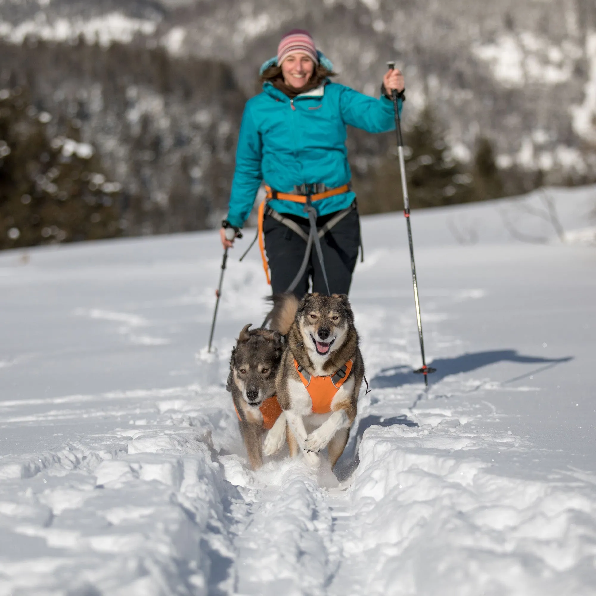 Omnijore™ Dog Joring System